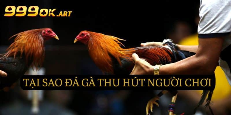 Tại sao đá gà lại có sức hút đến vậy