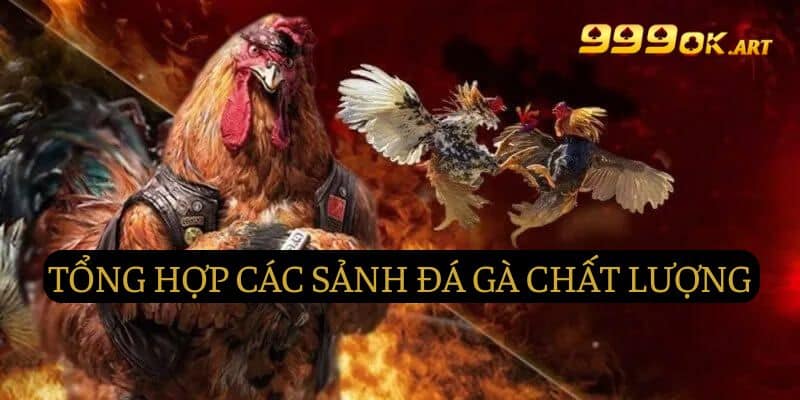 Tổng hợp các sảnh đá gà chất lượng nhất hiện nay