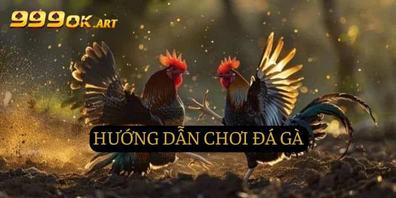 Chỉ dẫn chi tiết cách chơi đá gà